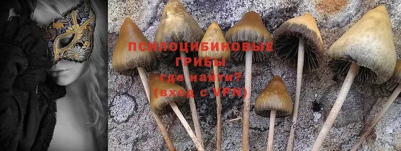 наркошоп  Ноябрьск  omg маркетплейс  Псилоцибиновые грибы Psilocybine cubensis 